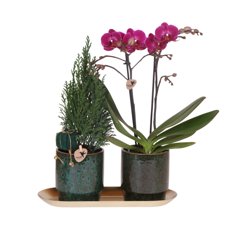 Planten Duo Kerst in Rusty Groen