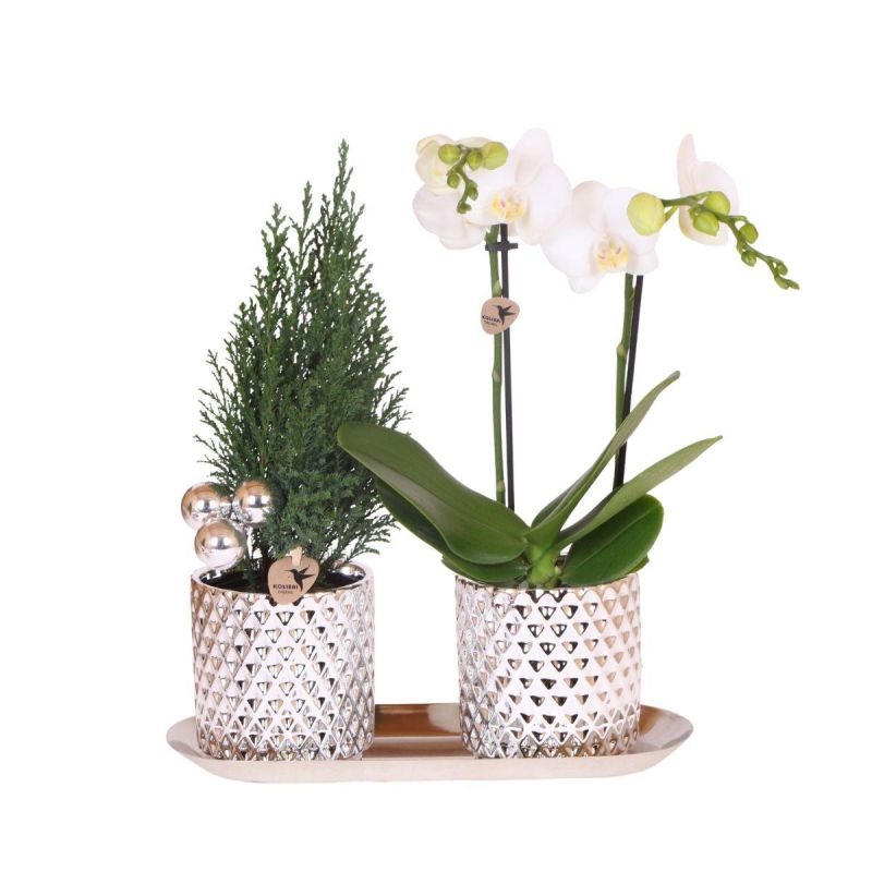 Planten Duo Kerst in Diamond Pearl Silver