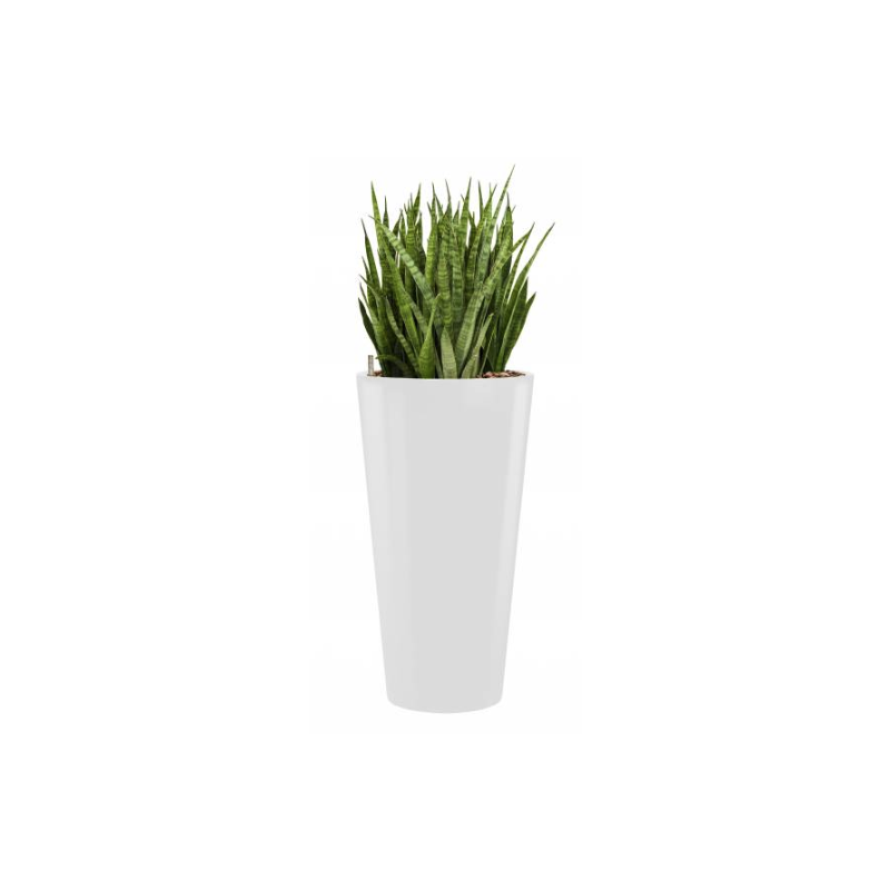 Sansevieria Kirkii hydrocultuur in Runner rond wit