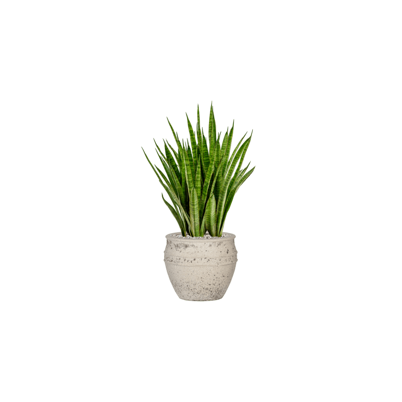 Sansevieria Kirkii 