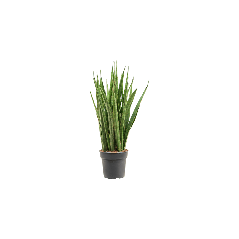 Sansevieria Kirkii 