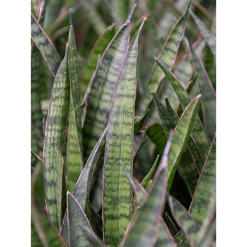 Sansevieria Kirkii 