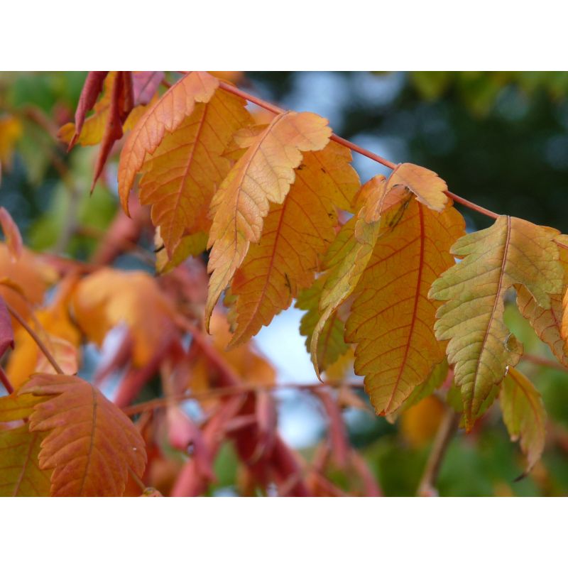 Koelreuteria Paniculata