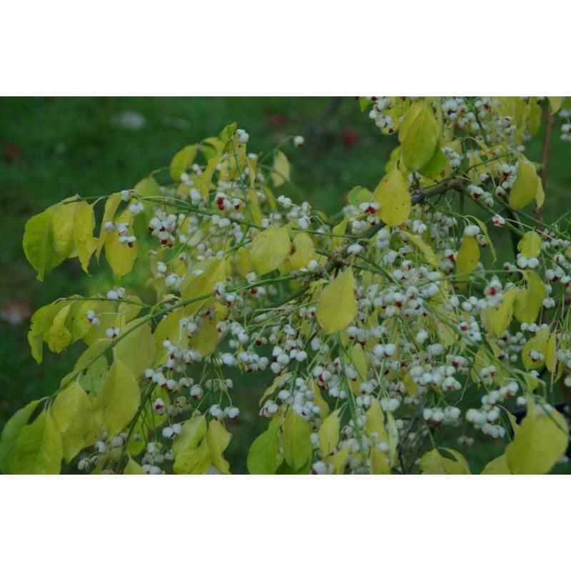 Euonymus Koi Boy