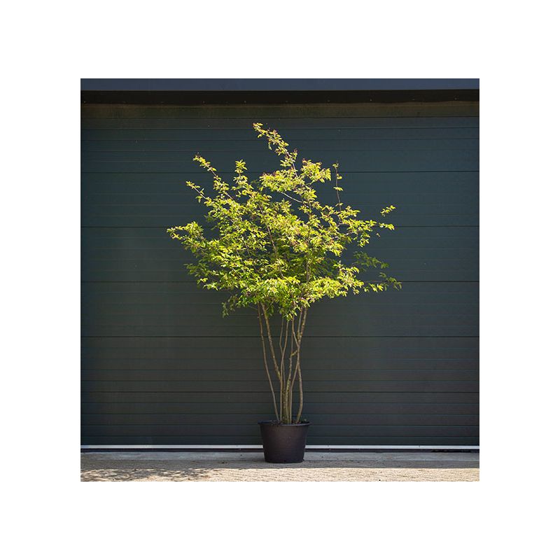 Amelanchier Lamarckii - meerstammig 