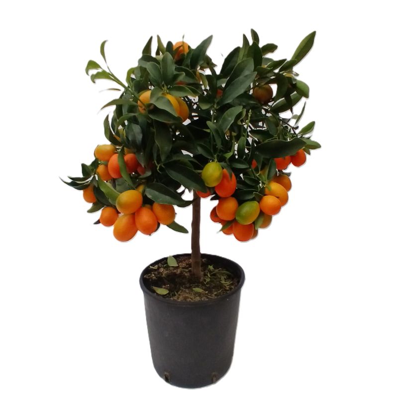 Citrus Kumquat