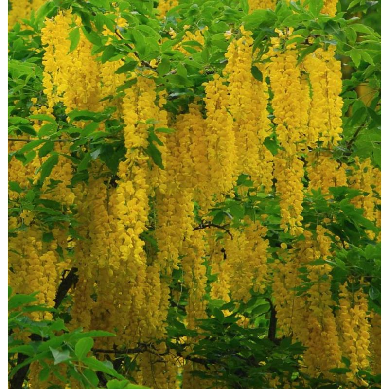 Laburnum Alpinum Pendulum - treurvorm