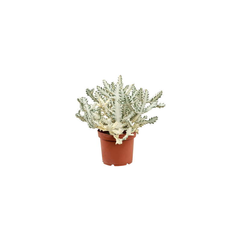 Euphorbia lactea Ghost