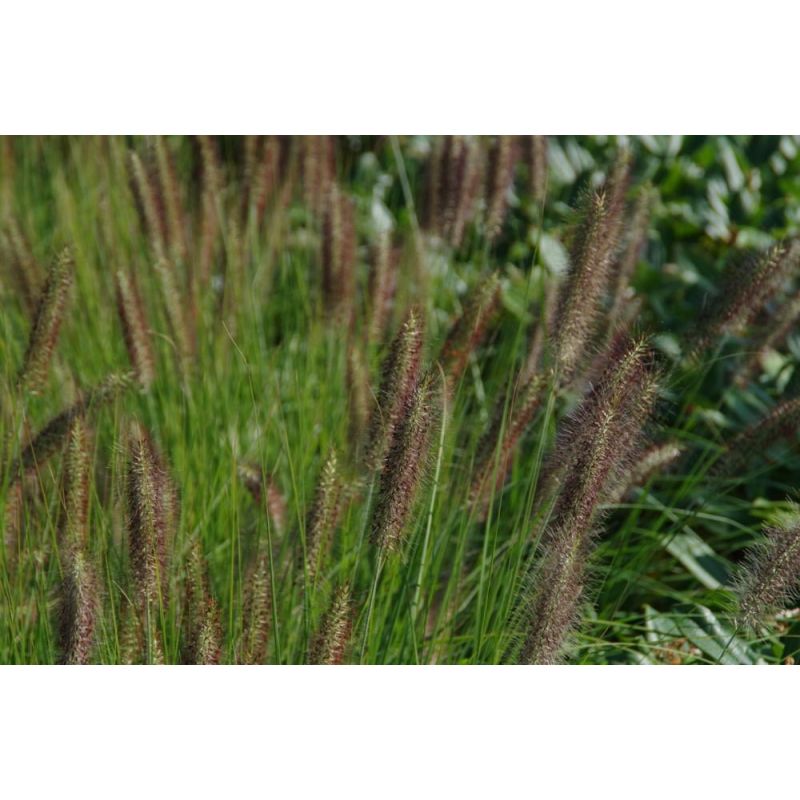 Pennisetum Moudry - 6 stuks