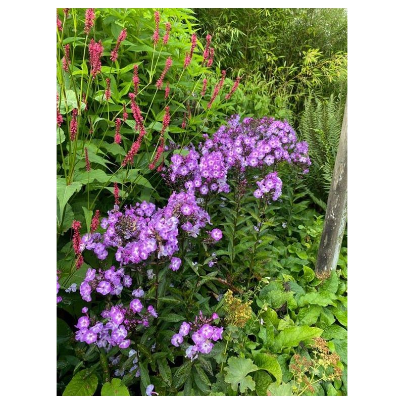 Phlox Laura - 6 stuks