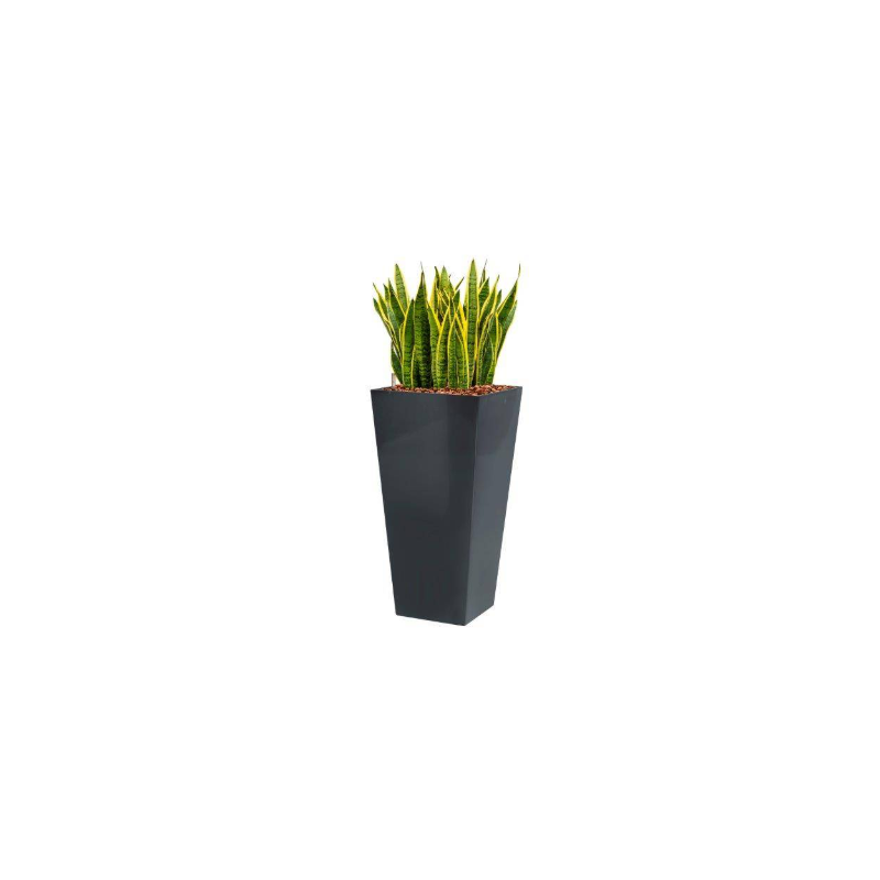 Sansevieria Laurentii hydrocultuur in Runner vierkant antraciet