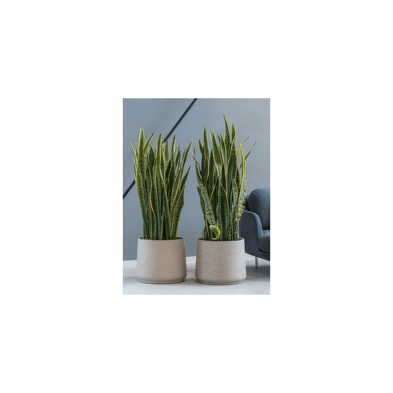 Sansevieria Laurentii 