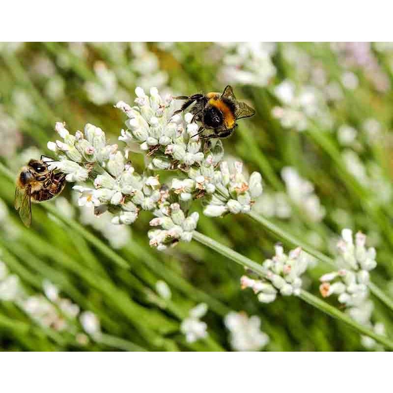 Lavandula Alba - 6 stuks