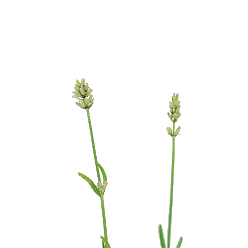 Lavandula Alba - 6 stuks