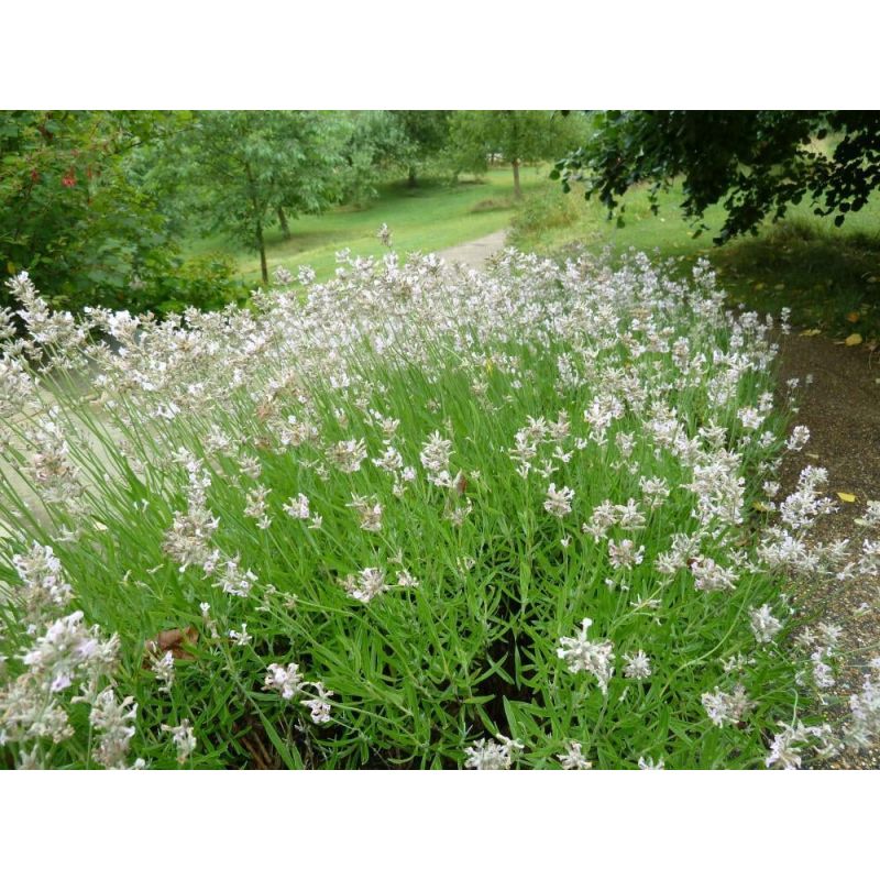 Lavandula Rosea - 6 stuks