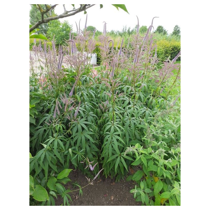 Veronicastrum Lavendelturm - 6 stuks