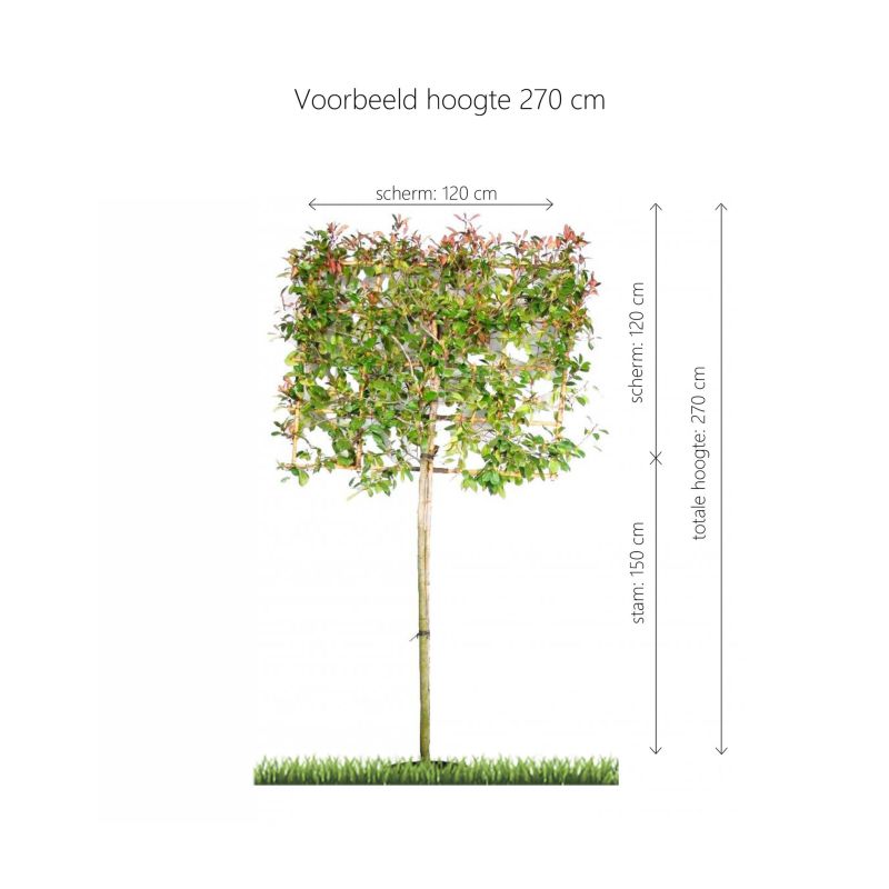 Photinia Fraseri 'Red Robin' - leiboom