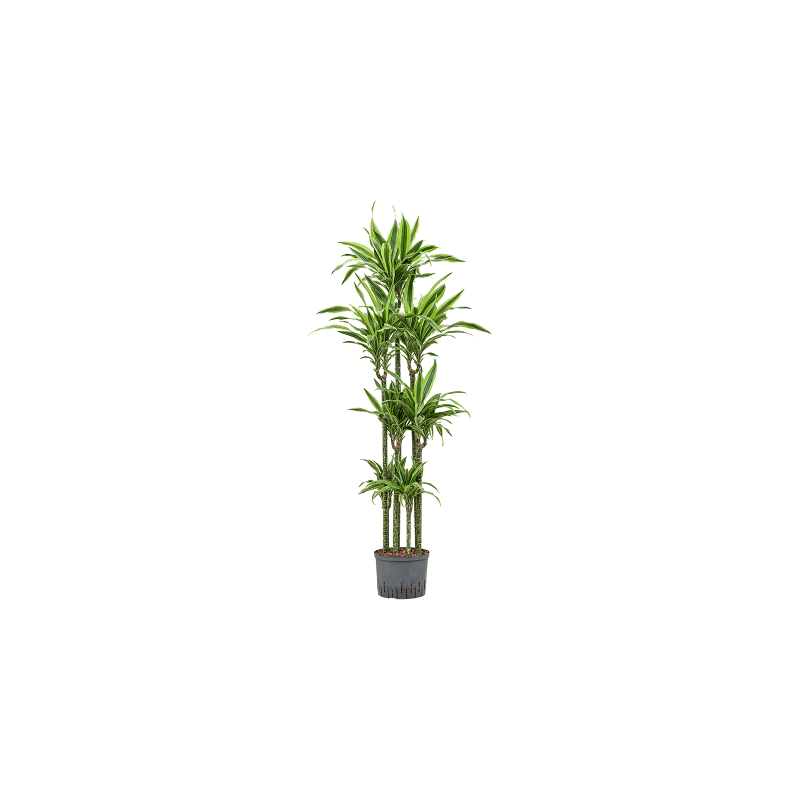 Dracaena Lemon Lime carrousel 