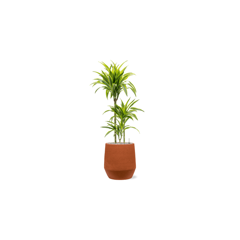 Dracaena Lemon Lime 3-stam