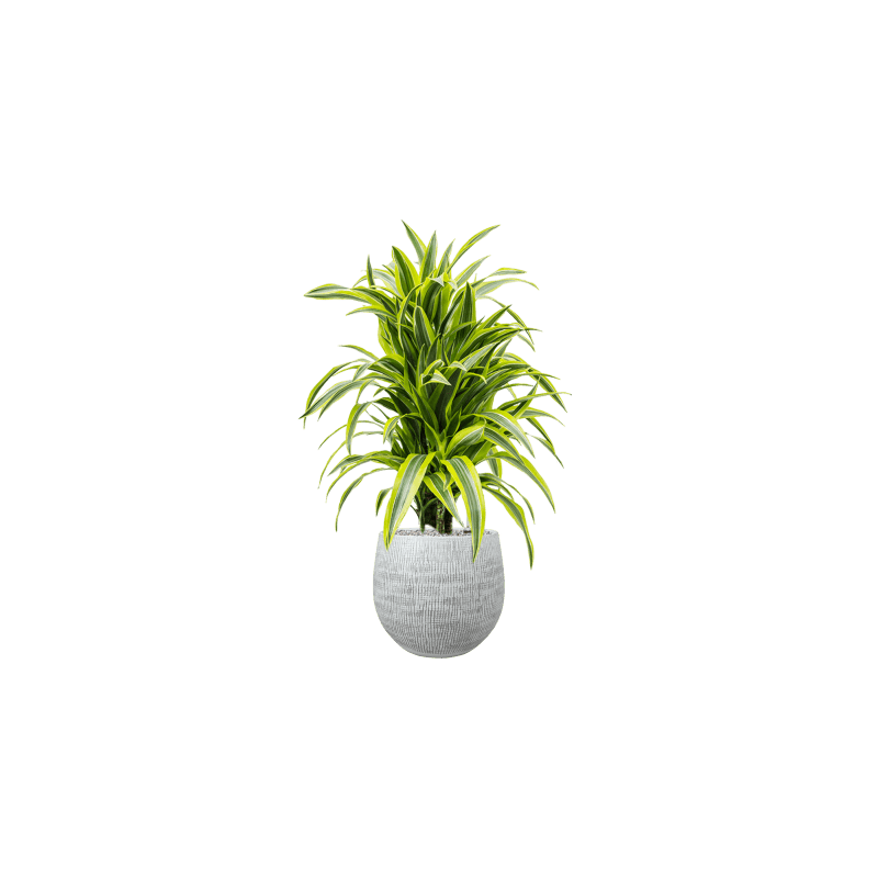 Dracaena Lemon Lime vertakt