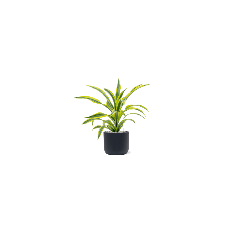 Dracaena Lemon Lime