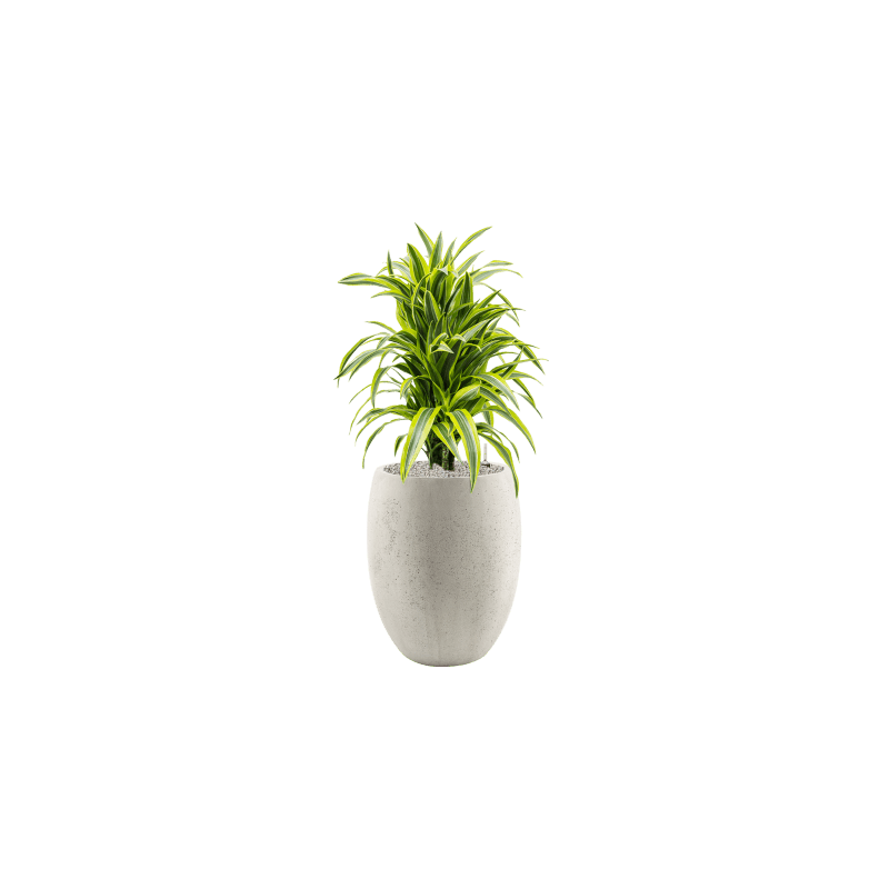 Dracaena Lemon Lime vertakt