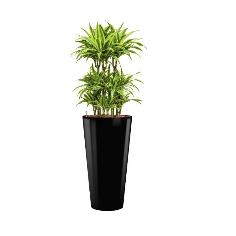 Dracaena Lemon Lime hydrocultuur in Runner rond zwart