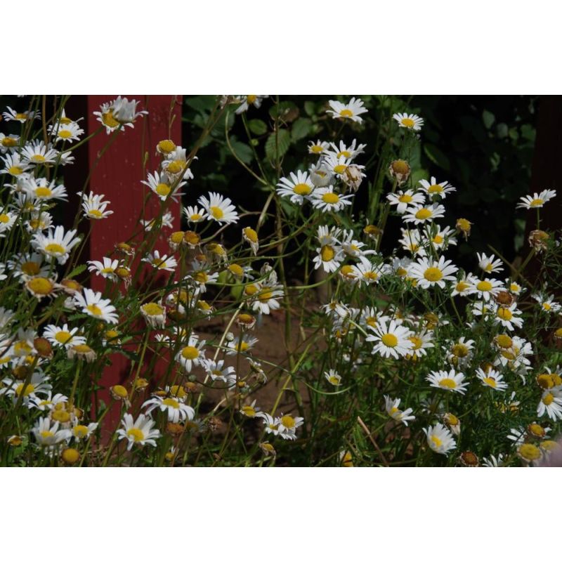 Leucanthemum Maikonigin - 6 stuks