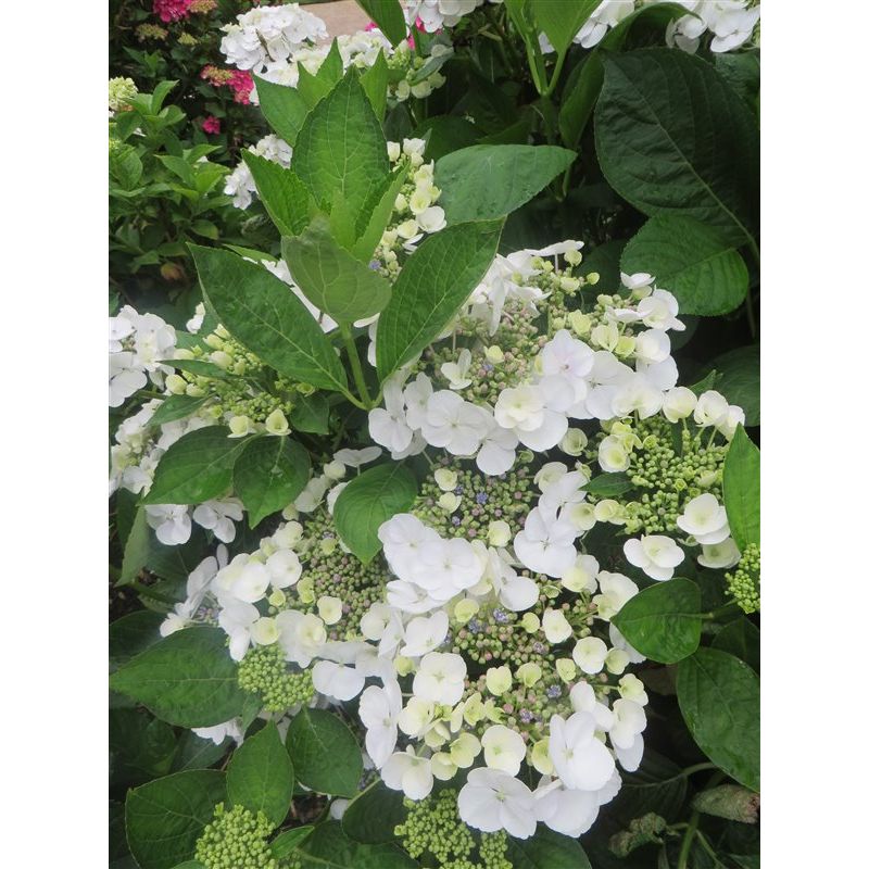 Hydrangea Libelle