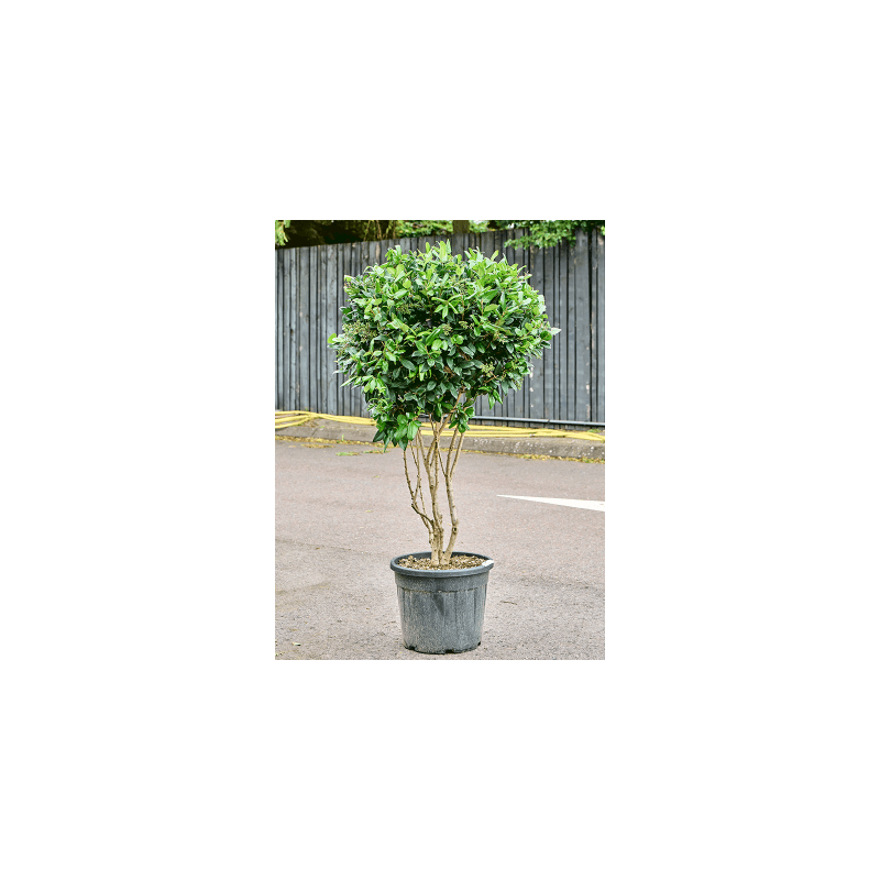 Ligustrum japonicum Texanum