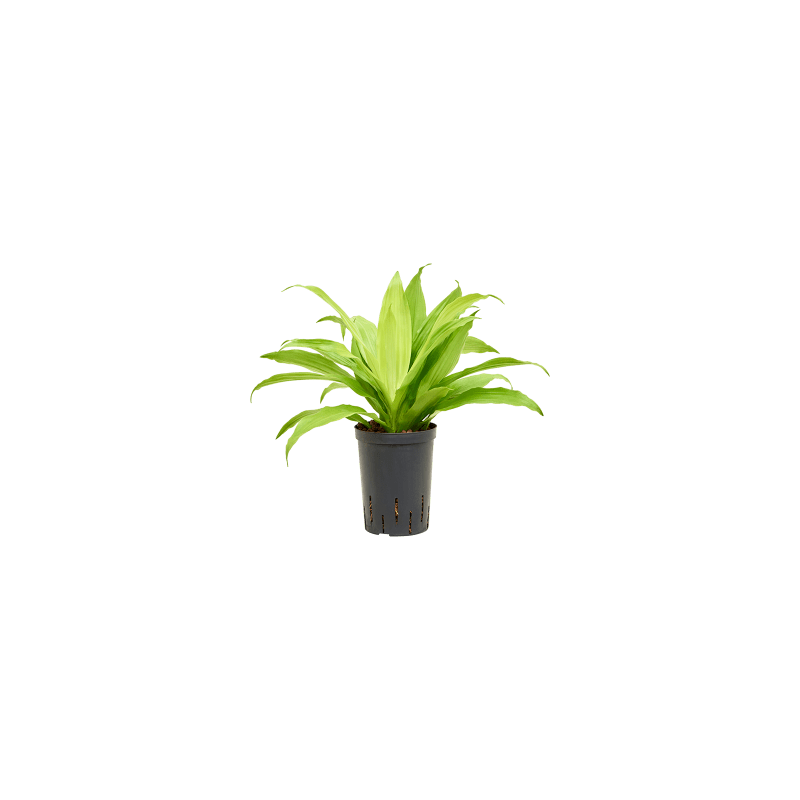 Dracaena Limelight