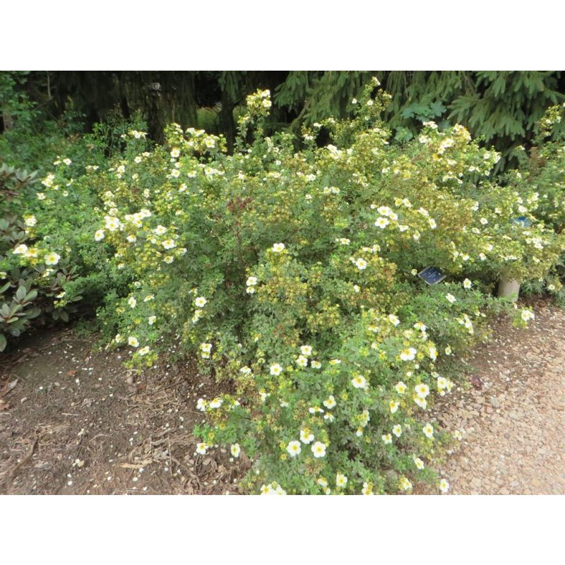 Potentilla Limelight - 6 stuks