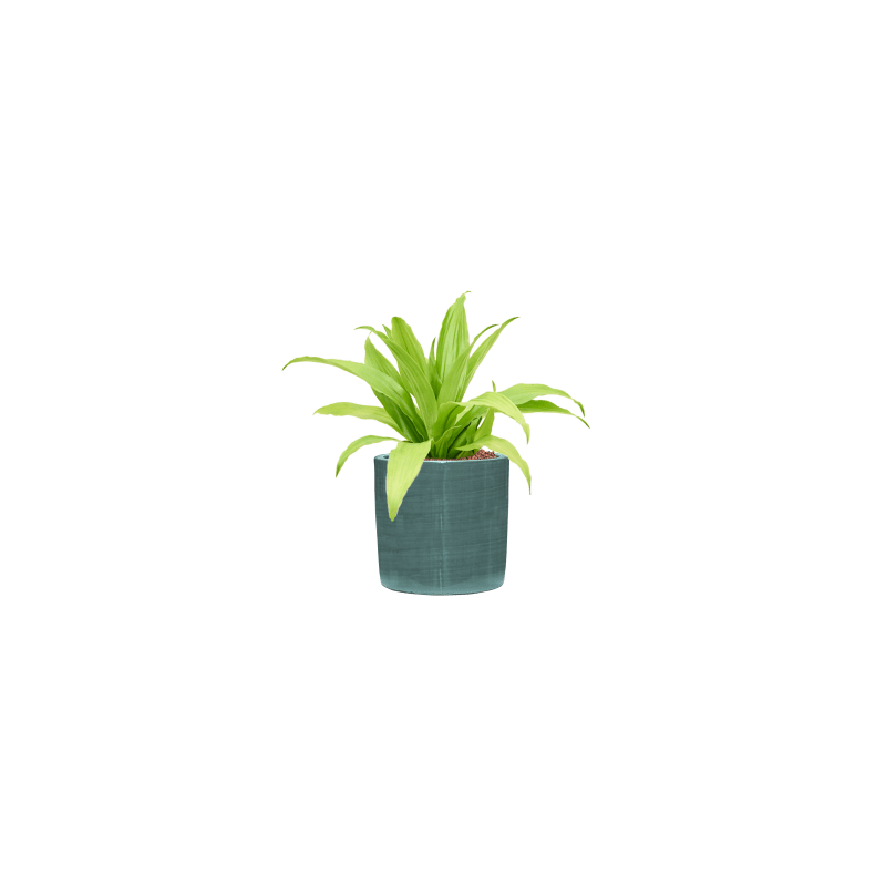 Dracaena Limelight