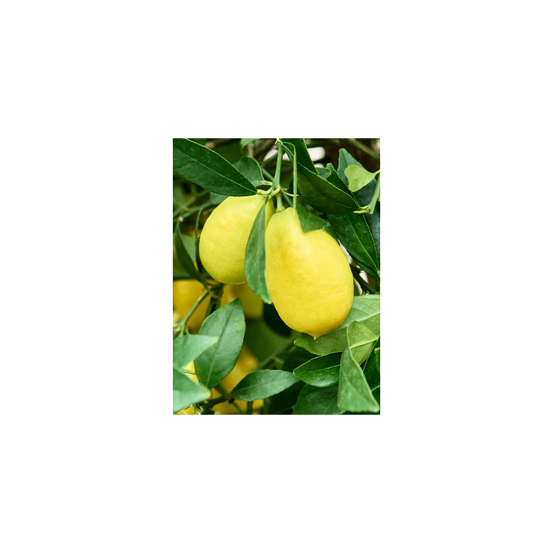 Citrus Limequat