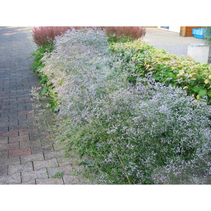 Limonium latifolium - 6 stuks