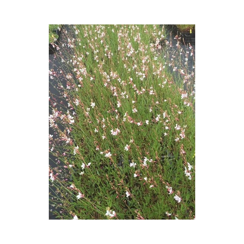 Gaura lindheimeri - 6 stuks