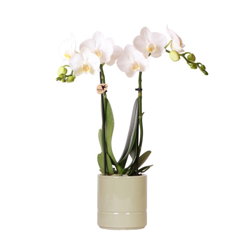 Orchidee in Line groen