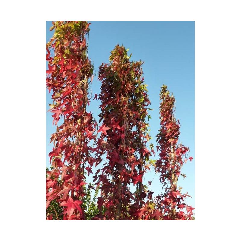 Liquidambar Styraciflua 'Slender Silhouette'