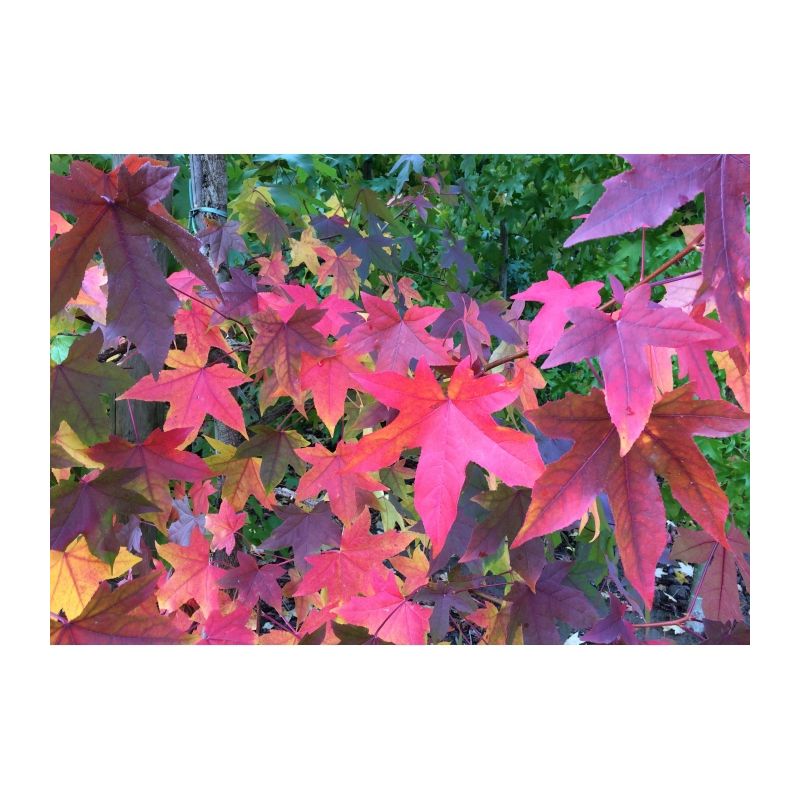 Liquidambar Styraciflua - laagstam