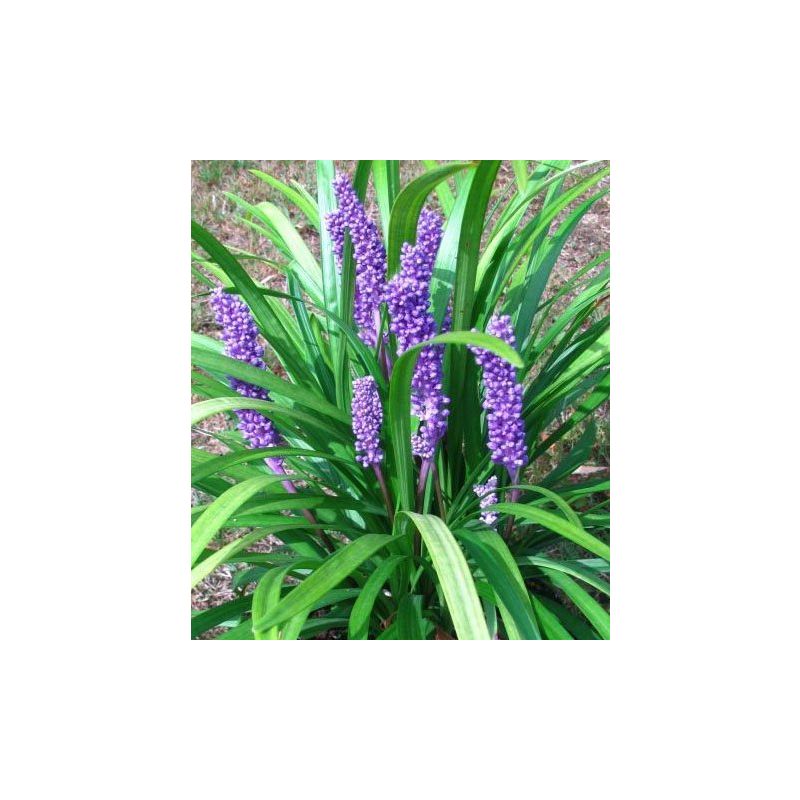 Liriope Big Blue - 6 stuks