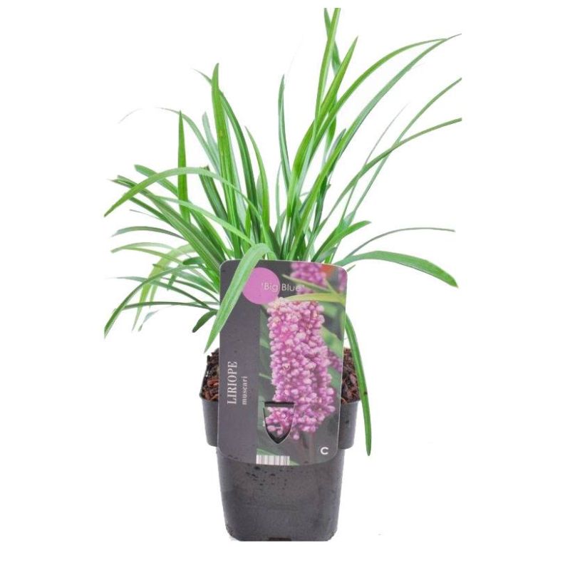 Liriope Big Blue - 6 stuks