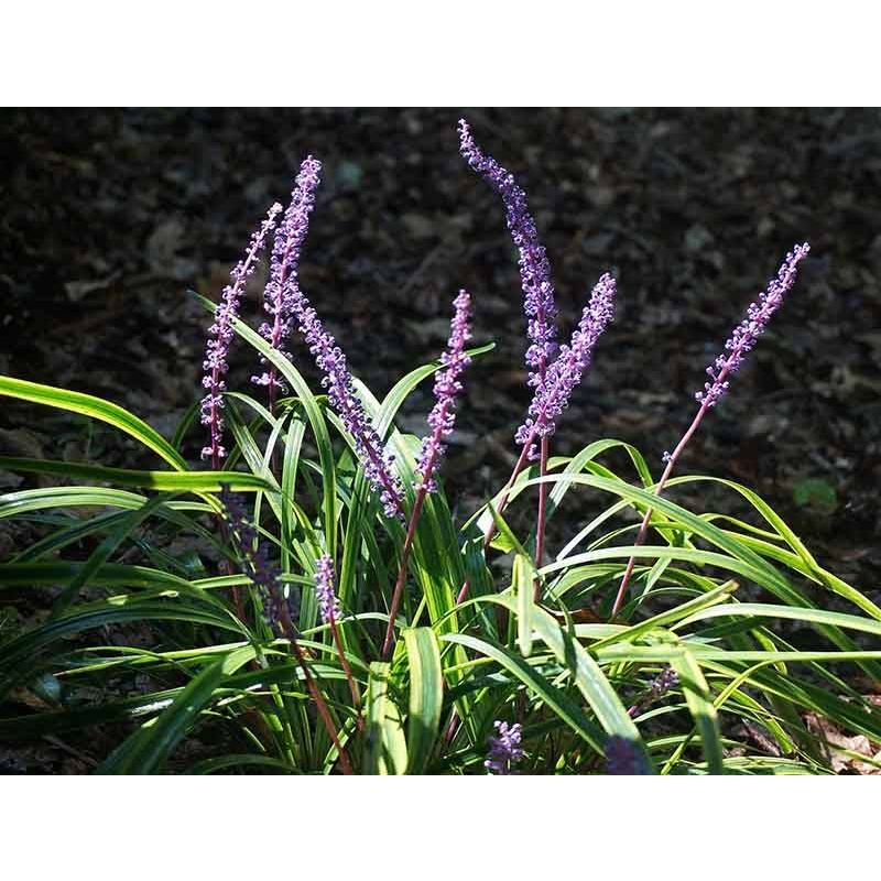 Liriope Gold Banded - 6 stuks