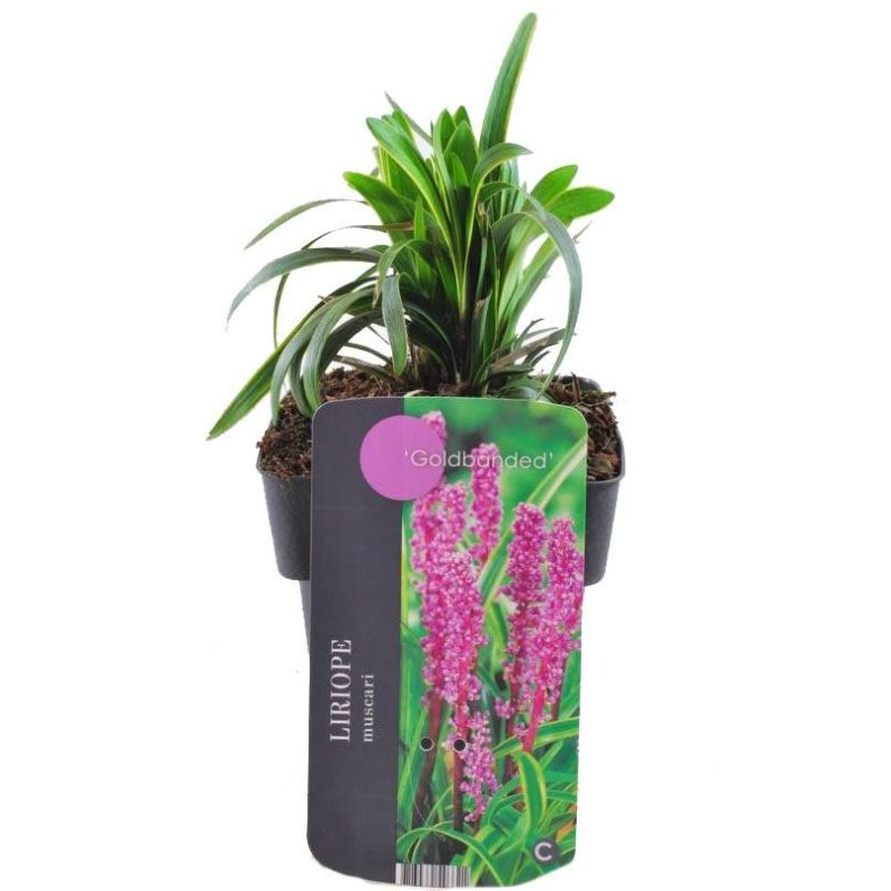 Liriope Gold Banded - 6 stuks