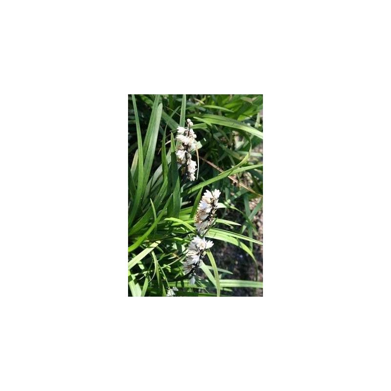 Liriope Monroe White - 6 stuks