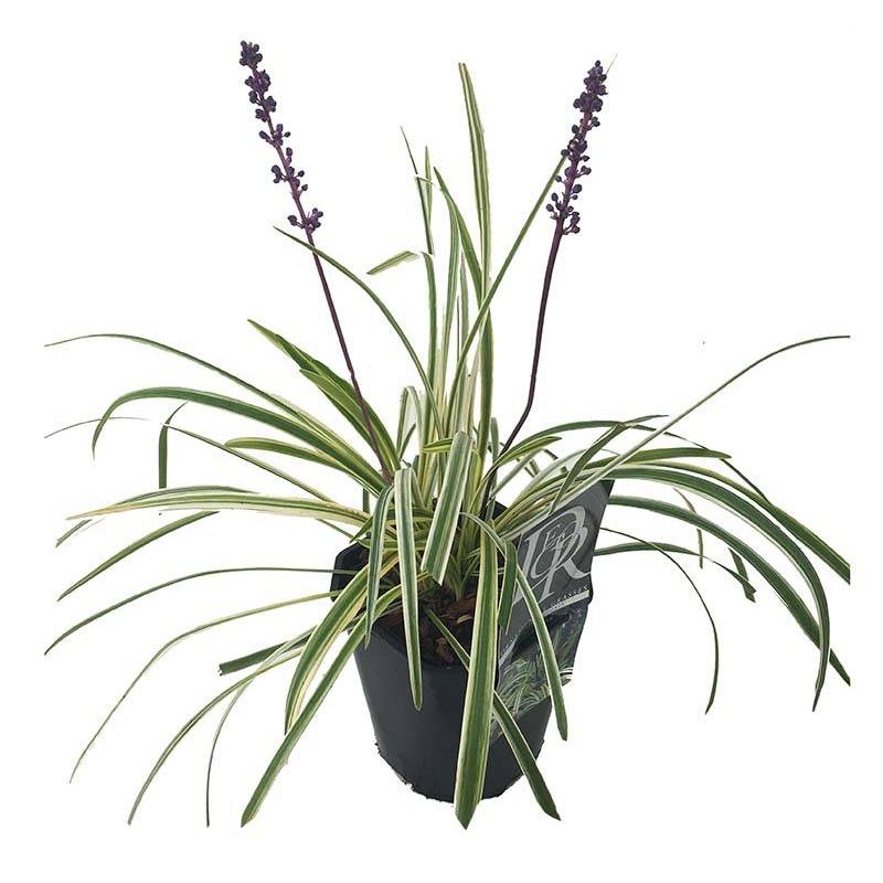 Liriope Variegata - 6 stuks