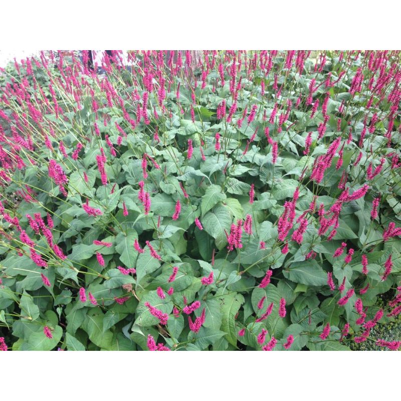 Persicaria Lisan - 6 stuks