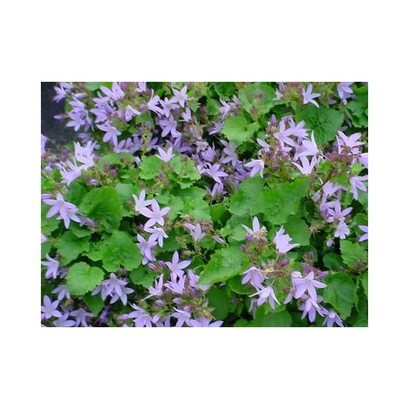 Campanula Lisduggan Variety - 6 stuks