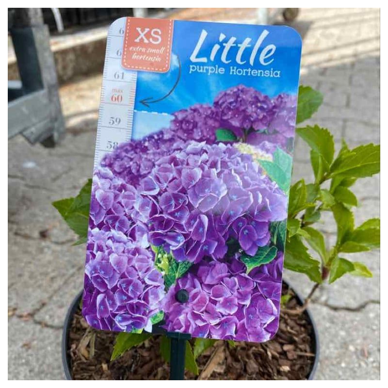 Hydrangea Little Purple