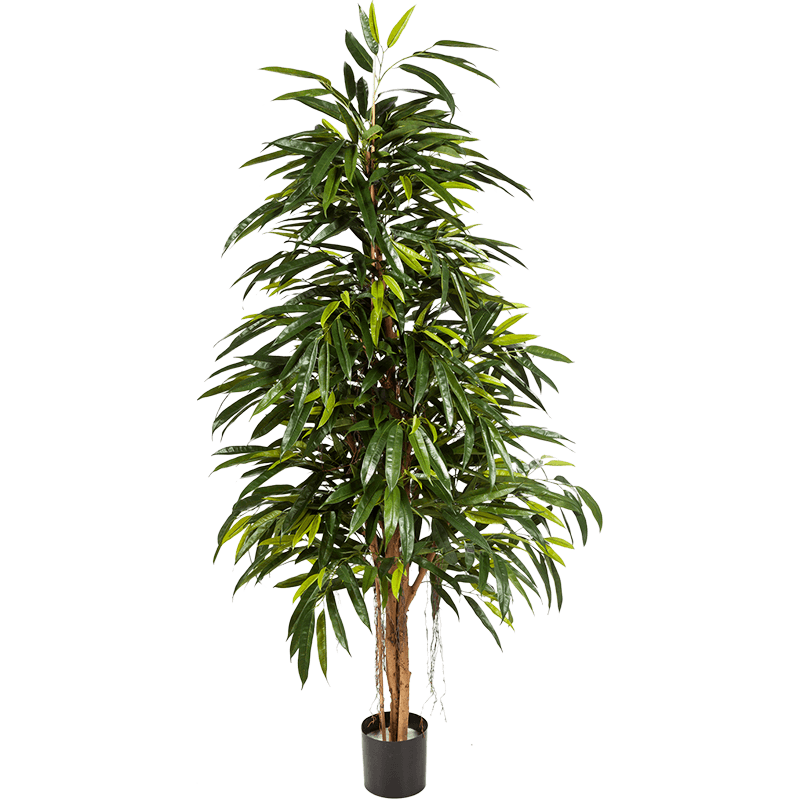 Ficus longifolia - kunstplant