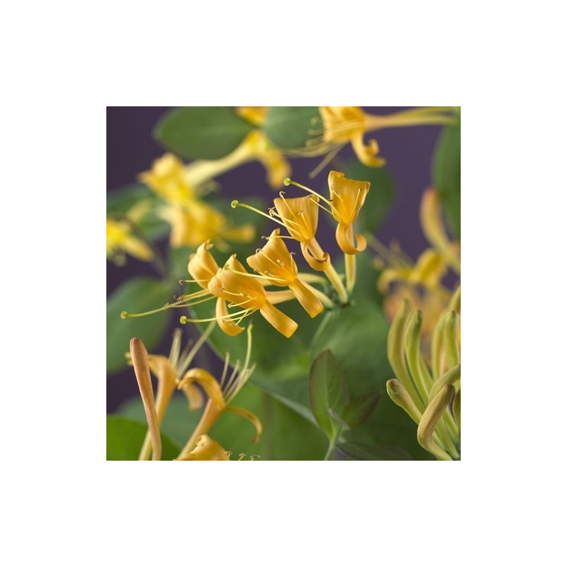 Lonicera Mandarin